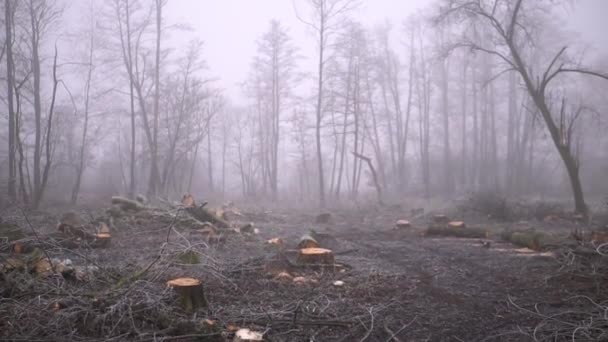 Cut Spring Forest Heavy Fog Industrial Procurement Firewood Terrible Environmental — Stockvideo