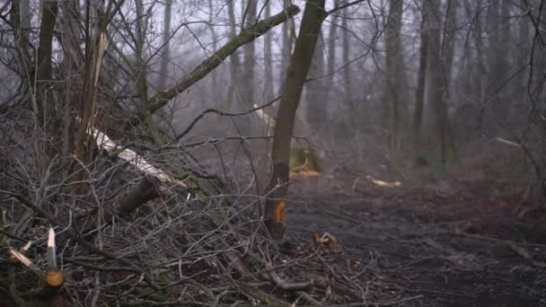Вирізати Весняний Ліс Важкому Тумані Промислові Закупівлі Дров Жахлива Екологічна — стокове відео
