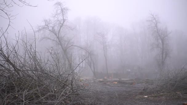 Cut Spring Forest Heavy Fog Industrial Procurement Firewood Terrible Environmental — стоковое видео