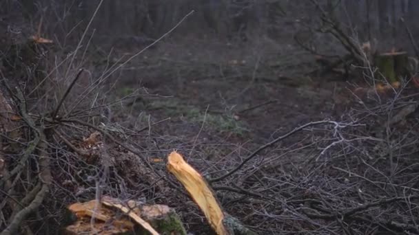 Cut Spring Forest Heavy Fog Industrial Procurement Firewood Terrible Environmental — ストック動画