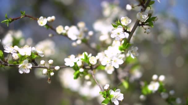 春天美丽的开花树 四月的花朵在阳光下绽放 股票背景情况 — 图库视频影像