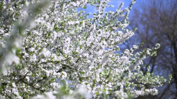Prachtige Bloeiende Boom Het Voorjaar Bloemen April Tijd Zon Achtergrond — Stockvideo