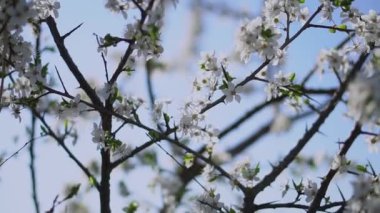 İlkbaharda çiçek açan güzel bir ağaç. Nisan ayında güneşte çiçekler. Doğadaki stok arka planı