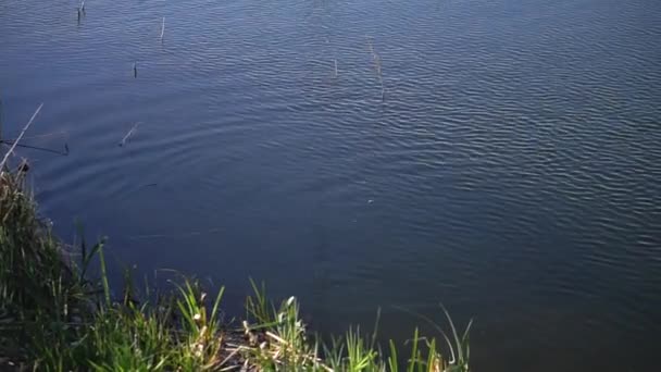 Piękna Rzeka Wiosnę Wsi Nagranie Pięknego Jeziora Przy Wietrznej Pogodzie — Wideo stockowe