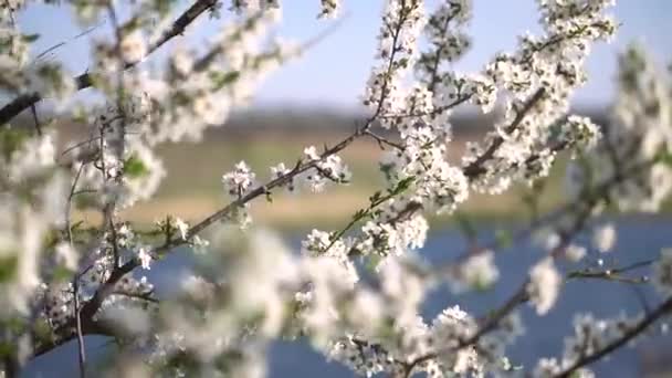 Όμορφο Ανθισμένο Δέντρο Την Άνοιξη Λουλούδια Τον Απρίλιο Στον Ήλιο — Αρχείο Βίντεο