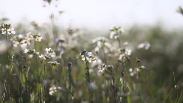 Floral Background White Wild Flowers Beautiful Nature Summer — Wideo stockowe