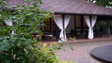 The green leaves Of trees in front of building