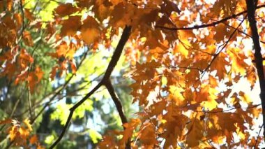 Güzel sarı sonbahar yaprakları. Güzel Ekim, kasım ayında parkta ya da ormanda