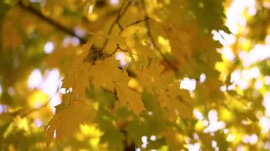 Güzel sarı sonbahar yaprakları. Güzel Ekim, kasım ayında parkta ya da ormanda