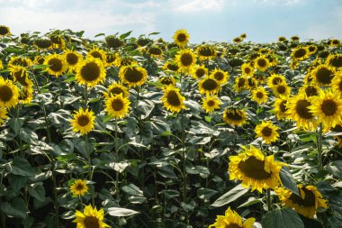Çiçek açan ayçiçeği tarlası. Güneşin altında sarı çiçeklerin güzel manzarası. Sanayi, sebze yağı.