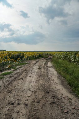Çiçek açan yol ve tarlalar. Güzel yaz manzarası. Mavi gökyüzünün ve güneşteki sarı çiçeklerin arka planı.