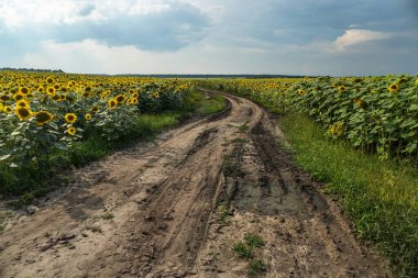 Çiçek açan yol ve tarlalar. Güzel yaz manzarası. Mavi gökyüzünün ve güneşteki sarı çiçeklerin arka planı.
