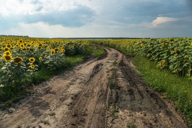 Çiçek açan yol ve tarlalar. Güzel yaz manzarası. Mavi gökyüzünün ve güneşteki sarı çiçeklerin arka planı.