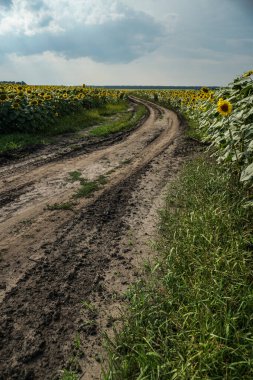 Çiçek açan yol ve tarlalar. Güzel yaz manzarası. Mavi gökyüzünün ve güneşteki sarı çiçeklerin arka planı.