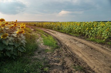 Çiçek açan yol ve tarlalar. Güzel yaz manzarası. Mavi gökyüzünün ve güneşteki sarı çiçeklerin arka planı.