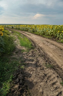 Çiçek açan yol ve tarlalar. Güzel yaz manzarası. Mavi gökyüzünün ve güneşteki sarı çiçeklerin arka planı.