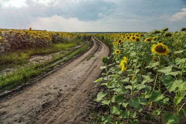 Çiçek açan yol ve tarlalar. Güzel yaz manzarası. Mavi gökyüzünün ve güneşteki sarı çiçeklerin arka planı.