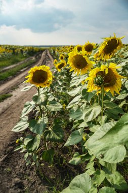 Çiçek açan yol ve tarlalar. Güzel yaz manzarası. Mavi gökyüzünün ve güneşteki sarı çiçeklerin arka planı.