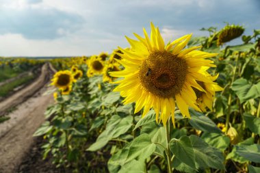 Çiçek açan yol ve tarlalar. Güzel yaz manzarası. Mavi gökyüzünün ve güneşteki sarı çiçeklerin arka planı.