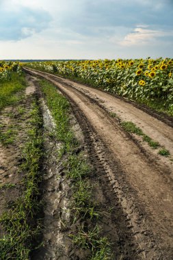Çiçek açan yol ve tarlalar. Güzel yaz manzarası. Mavi gökyüzünün ve güneşteki sarı çiçeklerin arka planı.