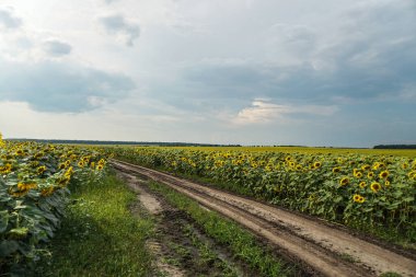 Çiçek açan yol ve tarlalar. Güzel yaz manzarası. Mavi gökyüzünün ve güneşteki sarı çiçeklerin arka planı.