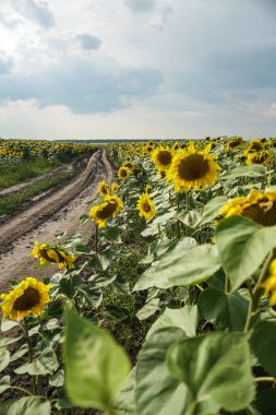 Çiçek açan yol ve tarlalar. Güzel yaz manzarası. Mavi gökyüzünün ve güneşteki sarı çiçeklerin arka planı.