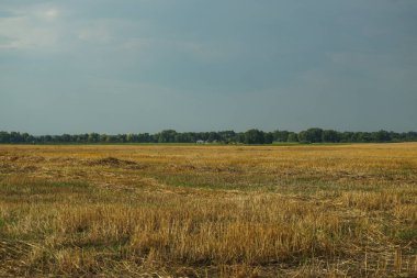 Mavi gökyüzüne karşı biçilmiş buğday. Taze kesilmiş sakal, yaz hasadı..