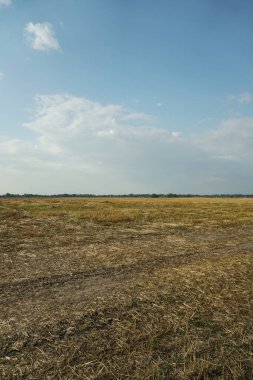 Mavi gökyüzüne karşı biçilmiş buğday. Taze kesilmiş sakal, yaz hasadı..