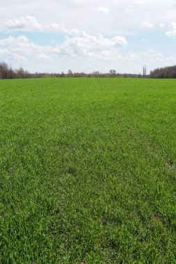 Genç buğday ve gökyüzünün yeşil tarlası. Sanayi, gıda.