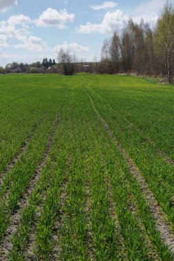 Genç buğday ve gökyüzünün yeşil tarlası. Sanayi, gıda.