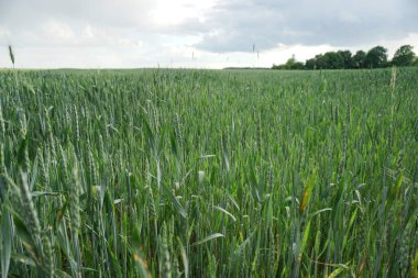 Yeşil buğday tarlası ve mavi bulutlu gökyüzü. Tarım endüstrisi. Güzel kırsal alan.