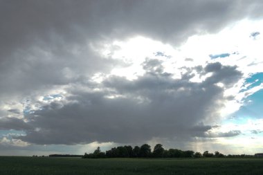 Yeşil buğday tarlası ve mavi bulutlu gökyüzü. Tarım endüstrisi. Güzel kırsal alan.