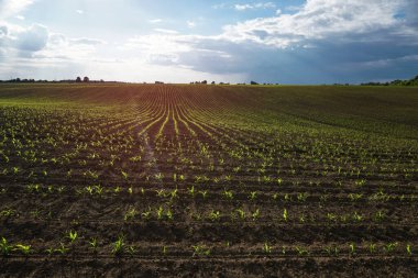 Mısırlı yeşil alan. Tomurcuklanmış genç bitkiler. Tarım endüstrisi. Güzel yaz kırsal manzarası.