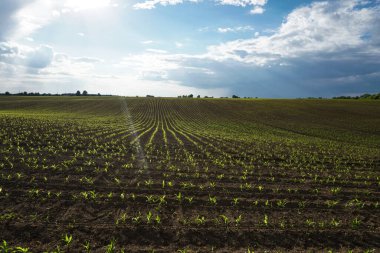 Mısırlı yeşil alan. Tomurcuklanmış genç bitkiler. Tarım endüstrisi. Güzel yaz kırsal manzarası.