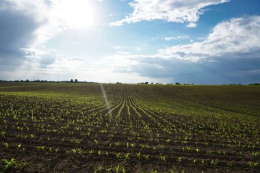 Mısırlı yeşil alan. Tomurcuklanmış genç bitkiler. Tarım endüstrisi. Güzel yaz kırsal manzarası.