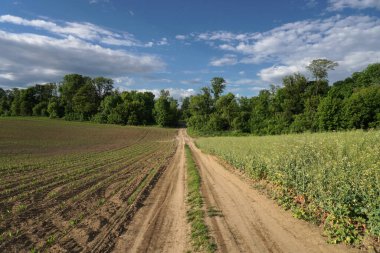Mavi gökyüzüne karşı kolza tohumu ve mısır tarlası arasındaki köy yolu. Ekinlerin yetiştirilmesi. Güzel kırsal alan.