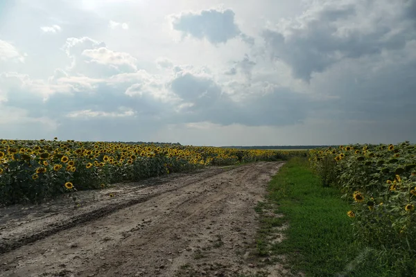 Çiçek açan yol ve tarlalar. Güzel yaz manzarası. Mavi gökyüzünün ve güneşteki sarı çiçeklerin arka planı.