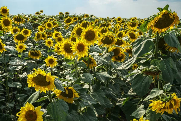 Çiçek açan ayçiçeği tarlası. Güneşin altında sarı çiçeklerin güzel manzarası. Sanayi, sebze yağı.