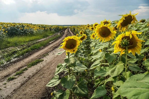 Çiçek açan yol ve tarlalar. Güzel yaz manzarası. Mavi gökyüzünün ve güneşteki sarı çiçeklerin arka planı.