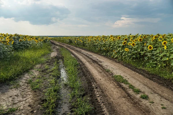 Çiçek açan yol ve tarlalar. Güzel yaz manzarası. Mavi gökyüzünün ve güneşteki sarı çiçeklerin arka planı.