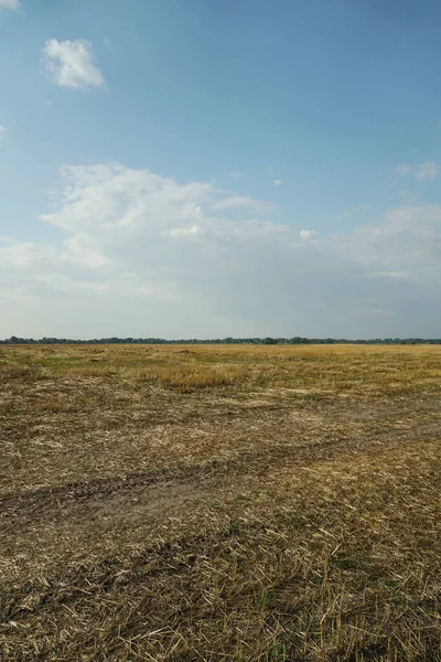 Mavi gökyüzüne karşı biçilmiş buğday. Taze kesilmiş sakal, yaz hasadı..