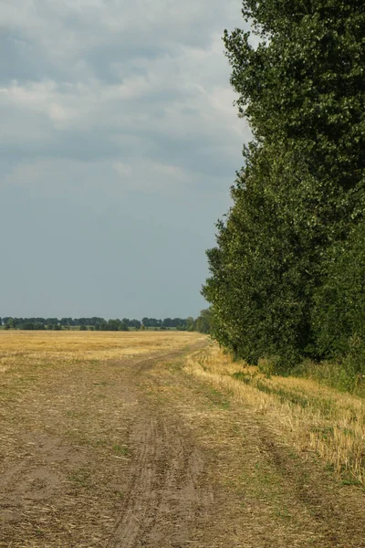 Gemähter Weizen Gegen Den Blauen Himmel Frisch Geschnittene Stoppeln Sommerernte — Stockfoto