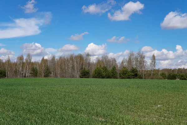 Grünes Feld Von Jungem Weizen Und Himmel Industrie Nahrungsmittel — Stockfoto