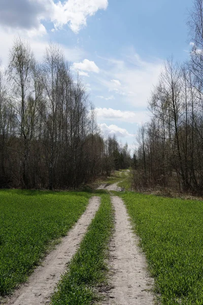 Дорога Через Большое Зеленое Поле Пшеницы Пейзаж Природы — стоковое фото
