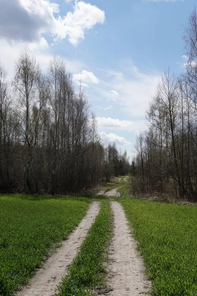 Camino Través Gran Campo Verde Trigo Paisaje Naturaleza — Foto de Stock