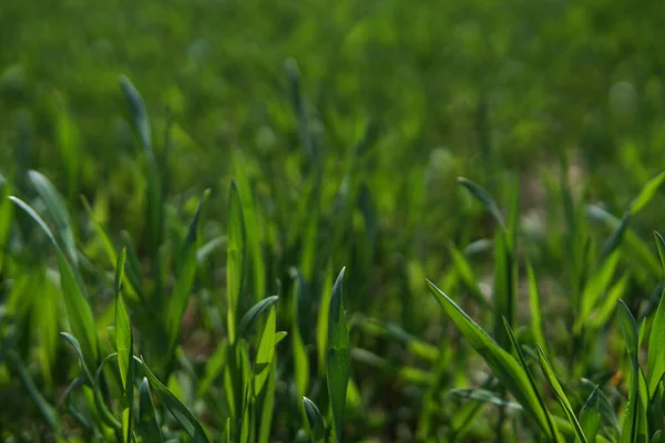 Grönt Fält Ungt Vete Industri Livsmedel — Stockfoto