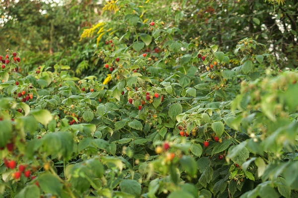 Ripe Raspberry Bushes Garden Sweet Red Berry Summer — Stock Photo, Image