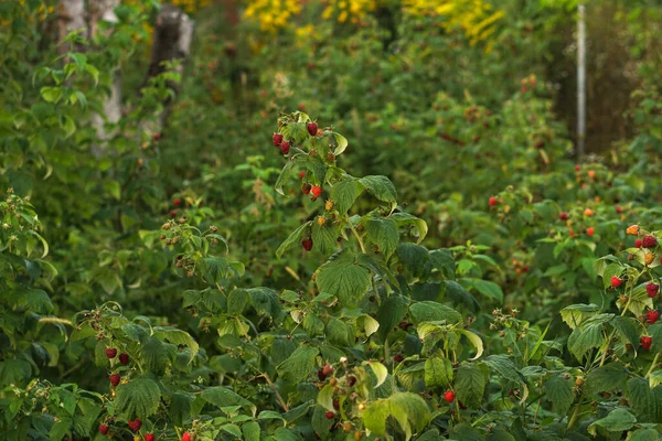 Ripe Raspberry Bushes Garden Sweet Red Berry Summer — Stock Photo, Image