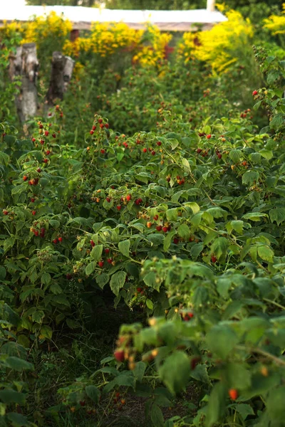 Arbustos Maduros Frambuesa Jardín Baya Roja Dulce Verano —  Fotos de Stock