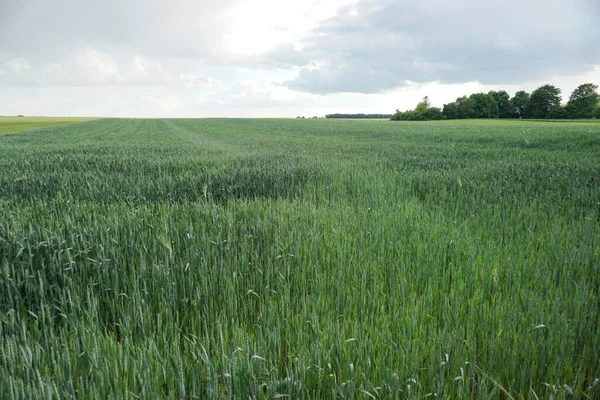 Campo Trigo Verde Cielo Azul Nublado Industria Agrícola Hermoso Paisaje — Foto de Stock